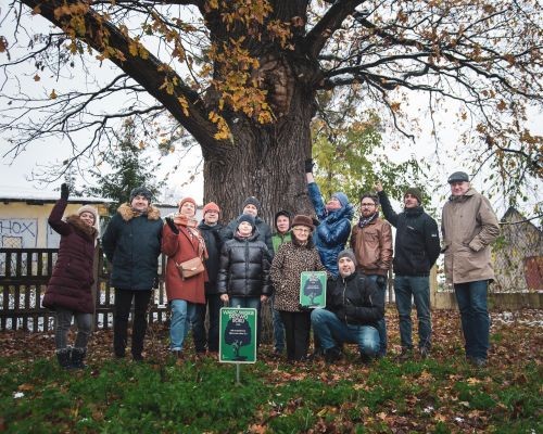 Dąb Robert z Białołęki finalistą konkursu Drzewo Roku