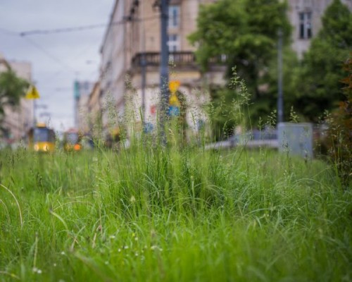 Pierwsze koszenie trawników w 2025 roku rozpoczęte - City Media